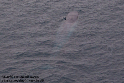 Blue Whale (Balaenoptera musculus) off Svalbard_CV1F1623.jpg