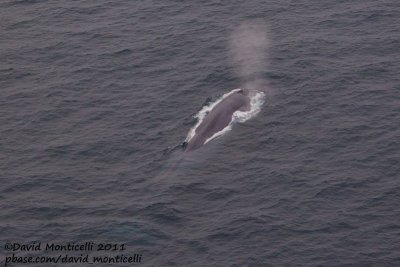 Blue Whale (Balaenoptera musculus) off Svalbard_CV1F1627.jpg