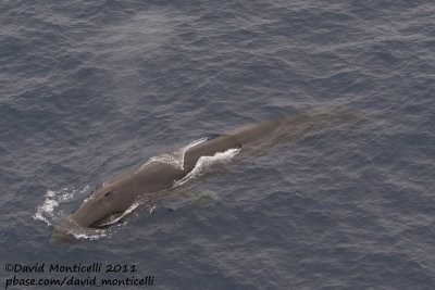 Fin Whale (Balaenoptera physalus) off Svalbard_CV1F1646.jpg