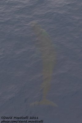Fin Whale (Balaenoptera physalus) off Svalbard_CV1F1651.jpg