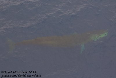 Fin Whale (Balaenoptera physalus) off Svalbard_CV1F1652.jpg