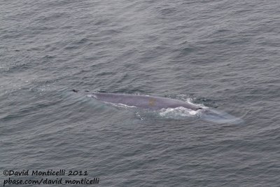 Blue Whale (Balaenoptera musculus) off Svalbard_CV1F1665.jpg