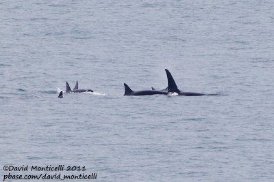 Killer Whales (Orcinus orca) off Lofoten Islands_CV1F7534.jpg