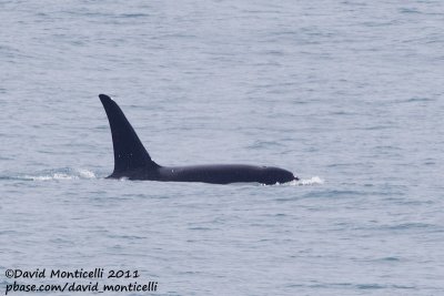 Killer Whale (Orcinus orca)(male) off Lofoten Islands_CV1F7546.jpg