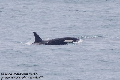 Killer Whale (Orcinus orca)(female) off Lofoten Islands_CV1F7558.jpg