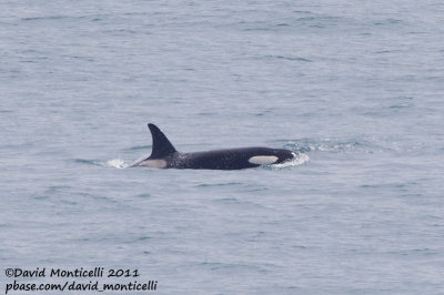Killer Whale (Orcinus orca)(female) off Lofoten Islands_CV1F7559.jpg