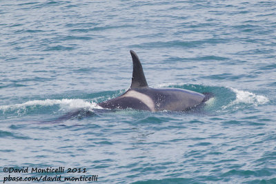 Killer (Orcinus orca), Fin (Balaenoptera physalus) and Blue (B. musculus) Whales