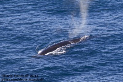 Fin Whale (Balaenoptera physalus) off Svalbard_CV1F9060.jpg