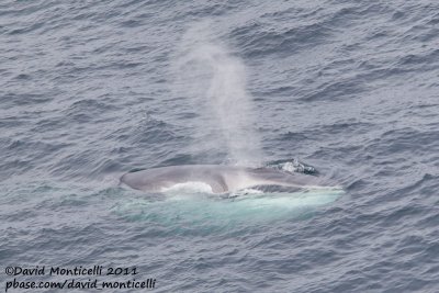Fin Whale (Balaenoptera physalus) off Svalbard_CV1F9100.jpg