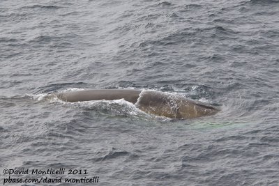 Fin Whale (Balaenoptera physalus) off Svalbard_CV1F9113.jpg
