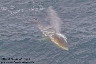 Fin Whale (Balaenoptera physalus) off Svalbard_CV1F9148.jpg