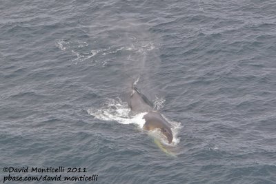 Fin Whale (Balaenoptera physalus) off Svalbard_CV1F9152.jpg