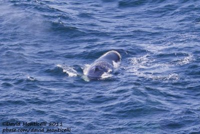 Fin Whale (Balaenoptera physalus) off Svalbard_CV1F9192.jpg