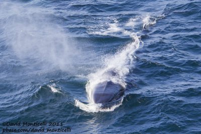 Fin Whale (Balaenoptera physalus) off Svalbard_CV1F9197.jpg