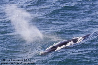Fin Whale (Balaenoptera physalus) off Svalbard_CV1F9207.jpg