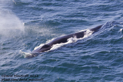 Fin Whale (Balaenoptera physalus) off Svalbard_CV1F9208.jpg