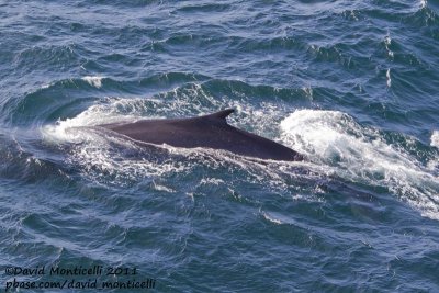 Fin Whale (Balaenoptera physalus) off Svalbard_CV1F9222.jpg