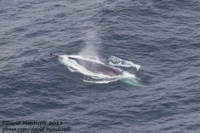 Fin Whale (Balaenoptera physalus) off Svalbard_CV1F9245.jpg