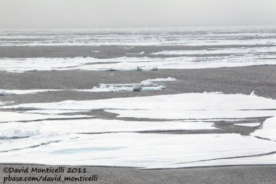 Ice at 79N - 0W.jpg