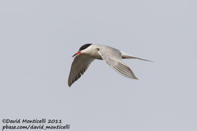 Common Tern (Sterna hirundo)_Bremerhaven (Germany)_CV1F7116.jpg