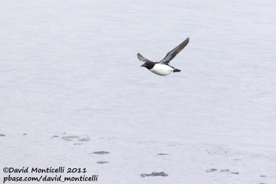 Brnnich's Guillemot (Uria lomvia) off Svalbard_CV1F0273.jpg