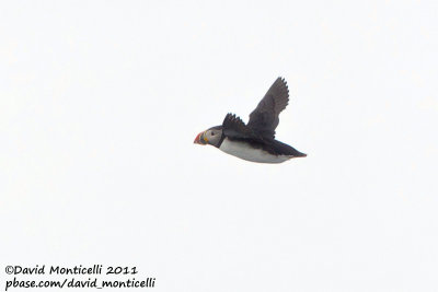 Puffin (Fratercula arctica) off Svalbard_CV1F0294.jpg