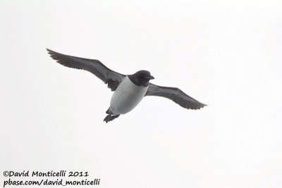 Brnnich's Guillemot (Uria lomvia) off Svalbard_CV1F0361.jpg