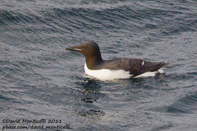 Brnnich's Guillemot (Uria lomvia) off Norway_CV1F1374.jpg