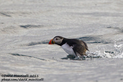 Puffin (Fratercula arctica) off Svalbard_CV1F1375.jpg