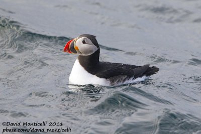 Puffin (Fratercula arctica) off Svalbard_CV1F1386.jpg