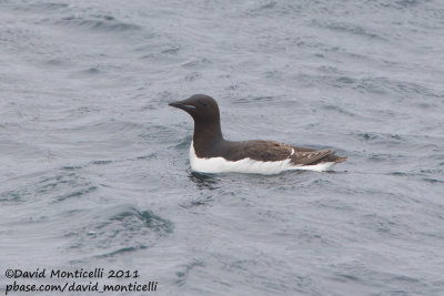 Brnnich's Guillemot (Uria lomvia) off Norway_CV1F8476.jpg