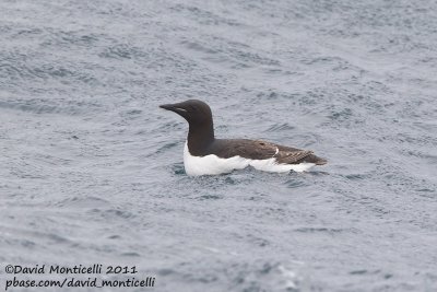 Brnnich's Guillemot (Uria lomvia) off Norway_CV1F8477.jpg