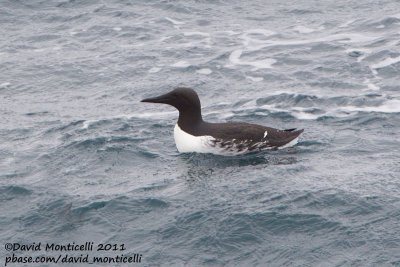 Common Guillemot (Uria aalge) off Norway_CV1F8680.jpg