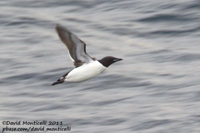 Brnnich's Guillemot (Uria lomvia) off Norway_CV1F8823.jpg