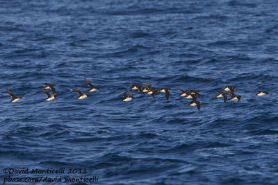 Brnnich's Guillemots (Uria lomvia) off Norway_CV1F9441.jpg