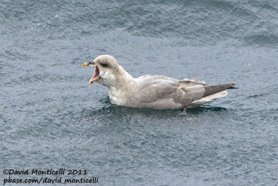 Fulmar (Fulmarus glacialis)