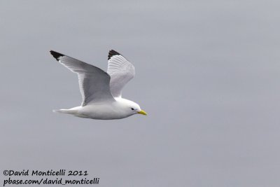 Kittiwake (adult) off Norway_CV1F1191.jpg
