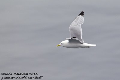 Kittiwake (adult) off Norway_CV1F1194.jpg