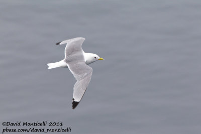 Kittiwake (adult) off Norway_CV1F1196.jpg
