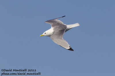 Kittiwake (adult) off Norway_CV1F7829.jpg