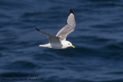 Kittiwake (adult) off Norway_CV1F7918.jpg