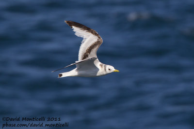 Kittiwake (first-summer plumage) off Norway_CV1F7957.jpg