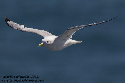 Kittiwake (adult) off Norway_CV1F8254.jpg