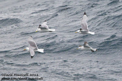 Kittiwakes off Norway_CV1F8545.jpg
