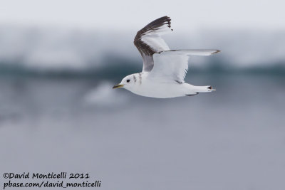 Kittiwake (first-summer plumage) off Svalbard_CV1F0070.jpg