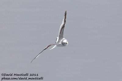 Kittiwake (first-summer plumage) off Norway_CV1F9957.jpg