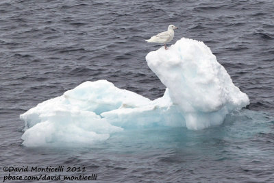 Glaucous Gull (Larus hyperboreus) (first-summer plumage) off Svalbard_CV1F0660.jpg