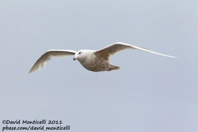 Glaucous Gull (Larus hyperboreus) (first-summer plumage) off Svalbard_CV1F8786.jpg