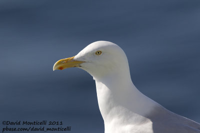 Glaucous Gull (Larus hyperboreus)