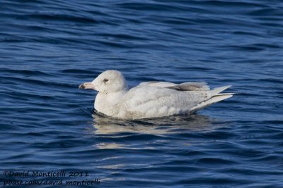 Glaucous Gull (Larus hyperboreus) (first-summer plumage) off Norway_CV1F9580.jpg
